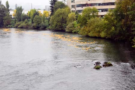 DuckRace_10-26